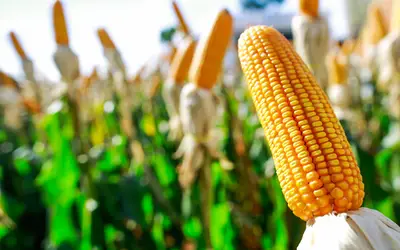 Foto: Wenderson Araujo/CNA