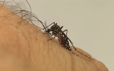 Avanço dos casos de dengue deve ser freado com a chegada da nova vacina Foto: Fiocruz/Divulgação Avanço dos casos de dengue deve ser freado com a chegada da nova vacina Foto: Fiocruz/Divulgação