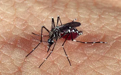 Dengue hemorrágica: especialistas alertam sobre os riscos à saúde. Foto: Arquivo/CSC-Fiocruz