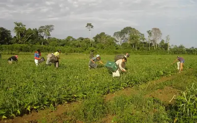 Foto: Emanuel Cavalcante/Divulgação Embrapa Amapá