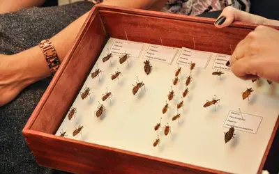 Foto: Ascom/Sespa Foto: Ascom/Sespa