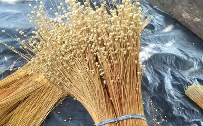 Foto: Naturatins/Governo do Tocantins Foto: Naturatins/Governo do Tocantins