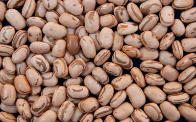 Foto: Sebastião Araújo/Embrapa Foto: Sebastião Araújo/Embrapa