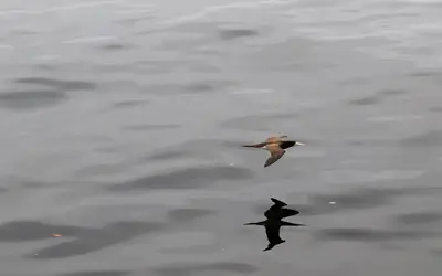 Brasil prorroga por mais 180 estado de emergência zoosanitária  Foto:Tânia Rêgo/Agência Brasil