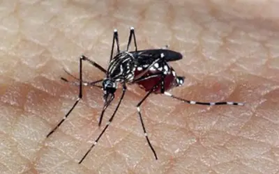 Foto: Genilton Vieira/Instituto Oswaldo Cruz