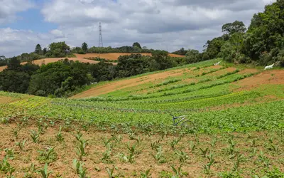 Paraná é o campeão brasileiro de orgânicos  Foto: SETI