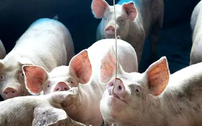 Foto: Jaelson Lucas/AEN Paraná