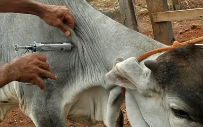 Foto: Toninho Tavares/Agência Brasília