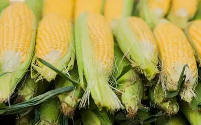 Foto: Dragana_Gordic/Freepik