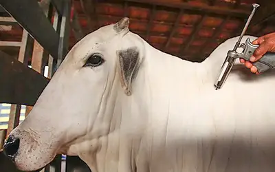 Status de "livre da febre aftosa" deve favorecer rebanhos de vários estados. Foto: Foto: Divulgação/MAPA