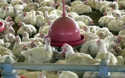 Até o momento, nenhum caso de gripe aviária afetou as aves comerciais no Brasil. Foto: Arquivo/Agência Brasil