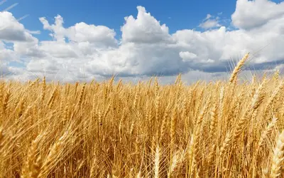 Foto: Reprodução Freepik