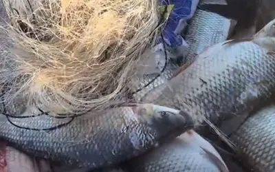 A Polícia Militar de Goiás realizou, na última quinta-feira (06/02), uma apreensão de pescado ilegal no Rio São Marcos, em Catalão, no sudeste do estado. Fotos: Divulgação/PMGO
