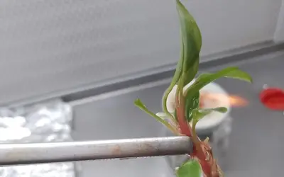 Foto: novaplantagpi.com.br Foto: novaplantagpi.com.br