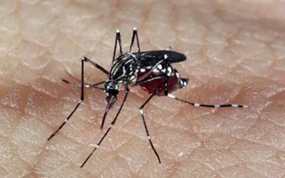 Foto: Genilton Vieira/Instituto Oswaldo Cruz