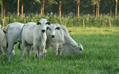 Foto: Gabriel Rezende Faria/Embrapa