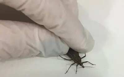 Foto: Reprodução internet Foto: Reprodução internet