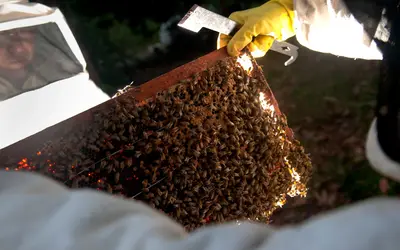 Foto: Igo Estrela/CNA