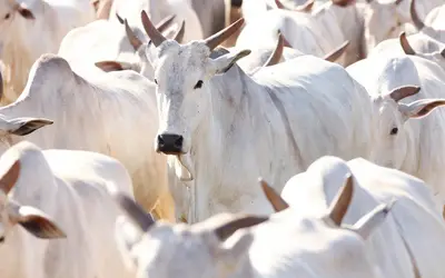 Foto: Sílvio Ávila/Mapa