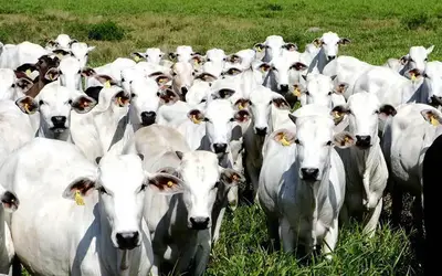 Foto: Arquivo/Agência Brasil