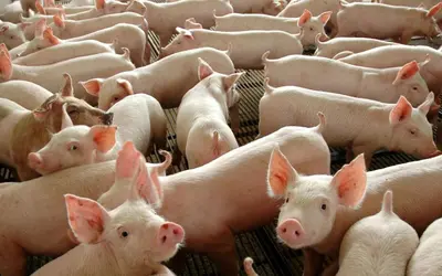 Foto: Divulgação/Governo Federal