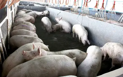  Foto: AEN-SEAB-Paraná