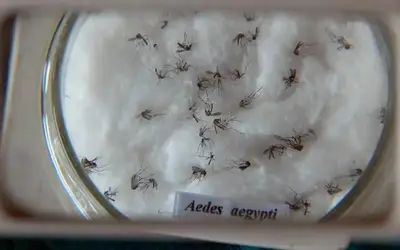 Foto: Arquivo/Agência Brasil Foto: Arquivo/Agência Brasil