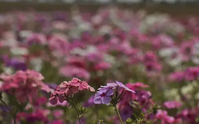 Foto: Marcello Casal Jr/Agência Brasil