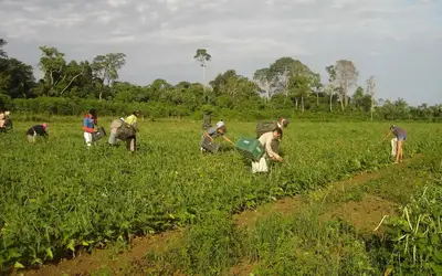 Foto: Emanuel Cavalcante/Divulgação Embrapa Amapá