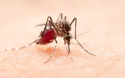 71 cidades mineiras já declararam estado de emergência em razão da dengue. Foto: jcomp/Freepik