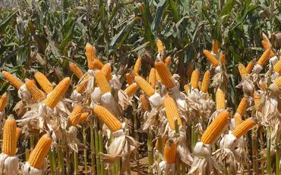 Primeira ferrovia do estado vai facilitar o escoamento de produtos. Foto: Reprodução Elza Fiúza/Agência Brasil Primeira ferrovia do estado vai facilitar o escoamento de produtos. Foto: Reprodução Elza Fiúza/Agência Brasil