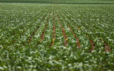 Produtores de soja enfrentam dificuldades, como o aumento dos investimentos e preços baixos na venda. Foto: Marcelo Camargo/Agência Brasil 