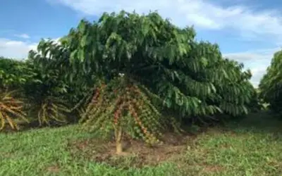 Foto: ROCHA, Rafael/Embrapa