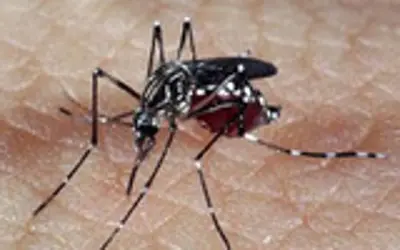 Foto: Genilton Vieira/Instituto Oswaldo Cruz