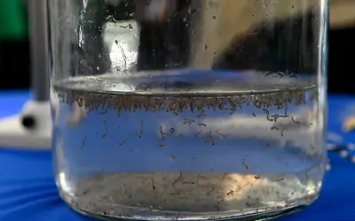 Foto: Bruno Rezende/Governo do MS Foto: Bruno Rezende/Governo do MS