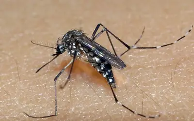 Foto: Divulgação/SES RS