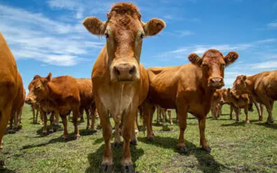 Foto: Gabriel Rezende Faria/Embrapa