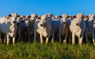 Foto: Divulgação / Ministério da Agricultura e Pecuária