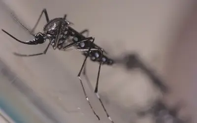 Foto: Divulgação/Fiocruz Foto: Divulgação/Fiocruz