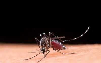Cresce o número de pessoas com Aedes aegypti. Foto: Jcomp/Freepik Cresce o número de pessoas com Aedes aegypti. Foto: Jcomp/Freepik