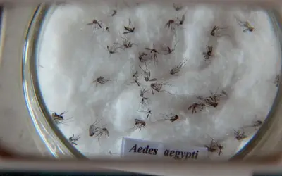 Foto: Arquivo/Agência Brasil Foto: Arquivo/Agência Brasil