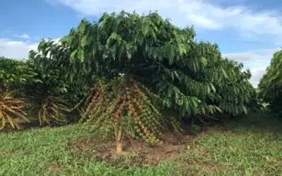 Foto: ROCHA, Rafael/Embrapa