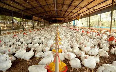 Créditos: Creative Commons