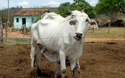 Foto: Valter Campanato/Agência Brasil
