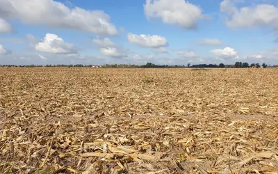 Seca prejudica a produção de alimentos. Foto: wirestock/Freepik