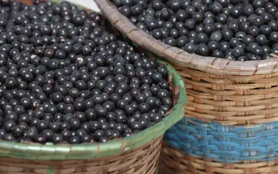 Produtos do agronegócio nacional, como as frutas, conquistam novos mercados no exterior Foto: Secretaria de Estado de Desenvolvimento Econômico, Mineração e Energia/Governo do Pará