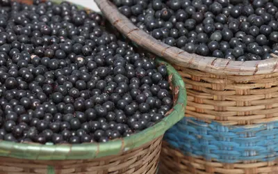 Produtos do agronegócio nacional, como as frutas, conquistam novos mercados no exterior Foto: Secretaria de Estado de Desenvolvimento Econômico, Mineração e Energia/Governo do Pará