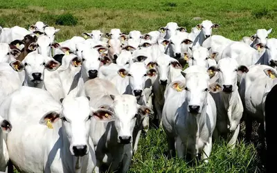 Foto: Arquivo/Agência Brasil